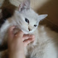 kiwan