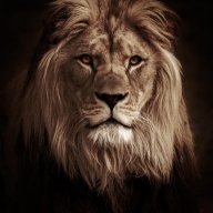 Dark Lion
