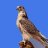 kaled